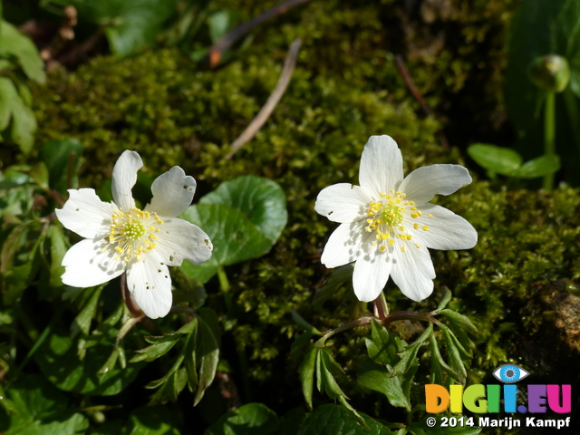 FZ004230 Bos annemoon White flowers on moss